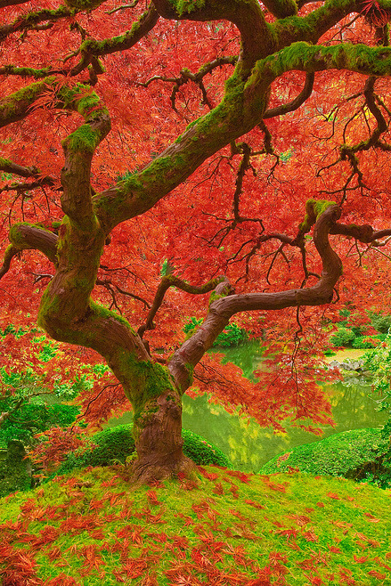 opticallyaroused:  Outrageously Beautiful Trees