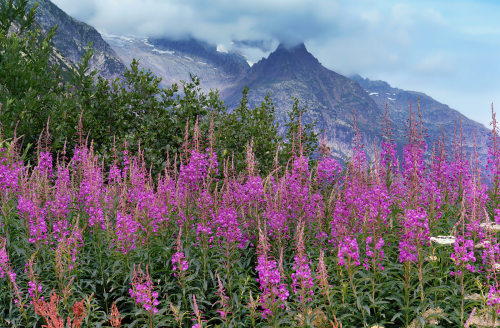 90377:Alpen and blooming sally by Elena Wyman