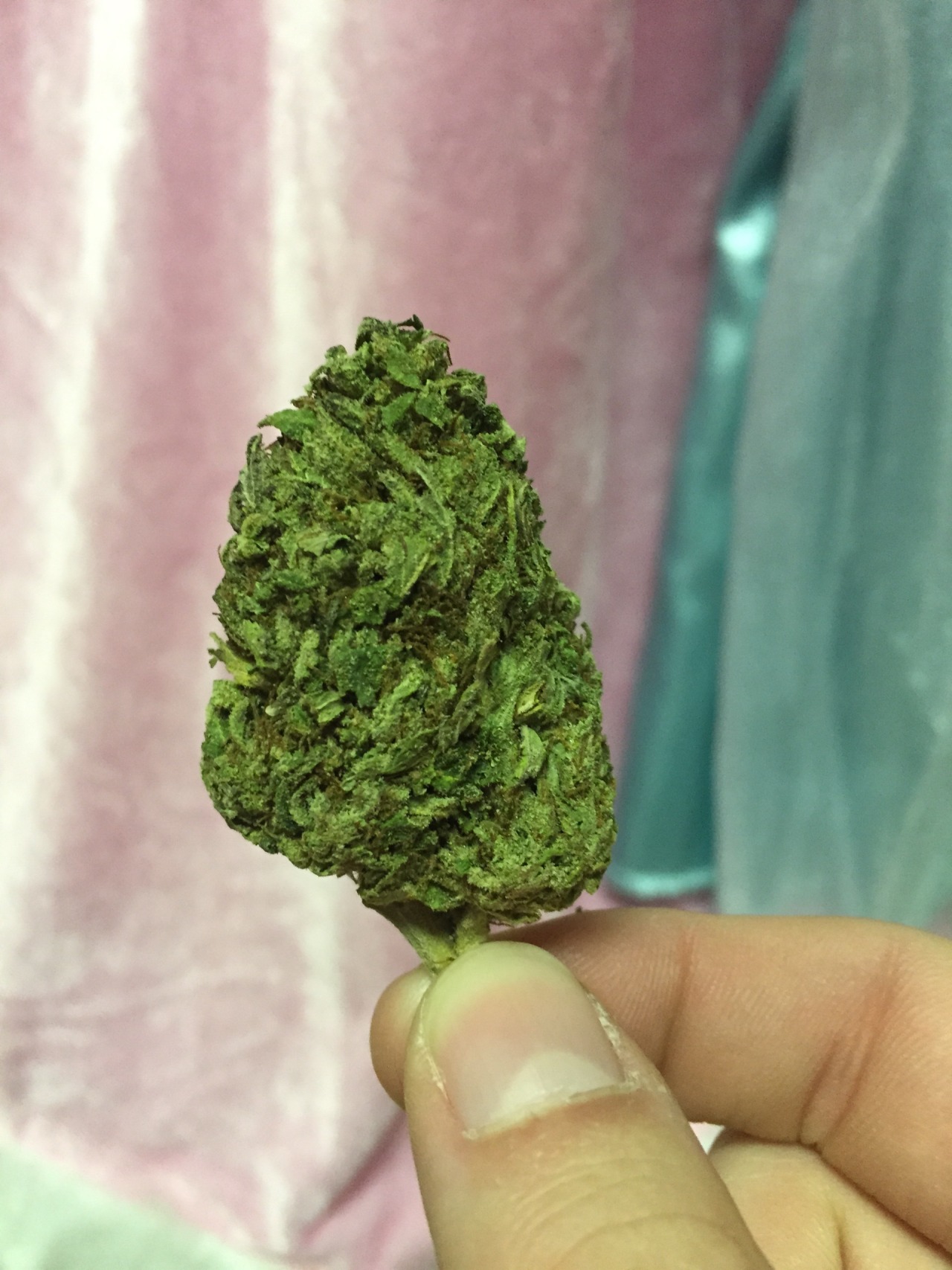 weedandbongs:  Christmas tree nug 🎄