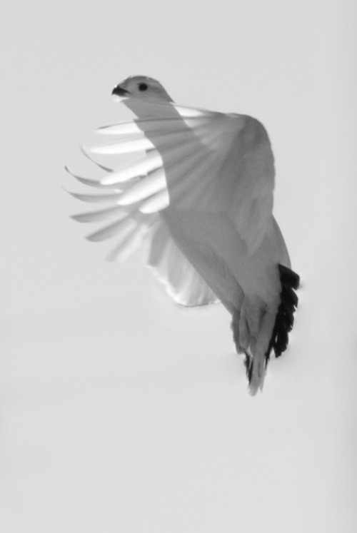 jeanpolfus:Ptarmigan. Norman Wells, Northwest Territories, Canada.