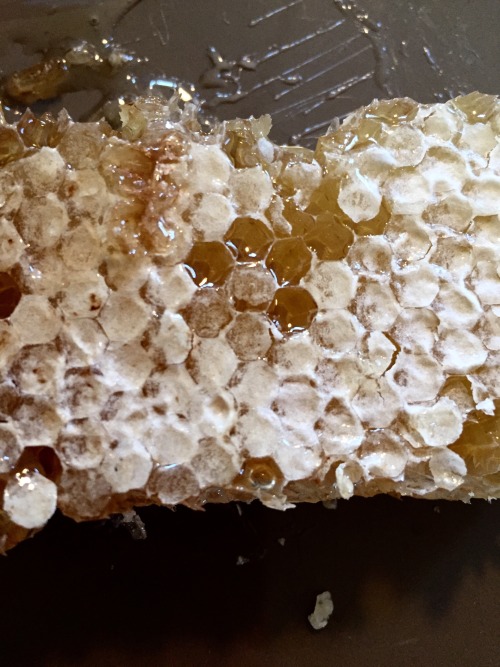 darthjordyn:Look at this pretty honeycomb I got.