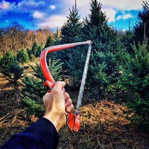 instagram:  Hunting for the Perfect Christmas Tree    Want to see photos and videos of amazing Christmas trees from around the world? Be sure to visit the Parque Lagoa Rodrigo de Freitas, Trafalgar Square, Vilnius,  Hansaplatz and 30 Rockefeller Plaza