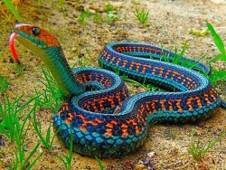 bryarly:  melodysmuse:  California Red-Sided Garter Snake.  Absolutely beautiful!  I want jeans with this pattern. 