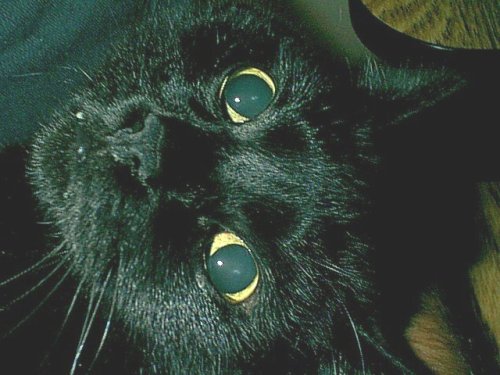 scarybaldguy:My longest best friend, Knack. 03/1991-11/2009.