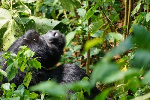 Gorilla in the mist. A silverback mountain gorilla in the Bwindi Impenetrable Forest, Uganda