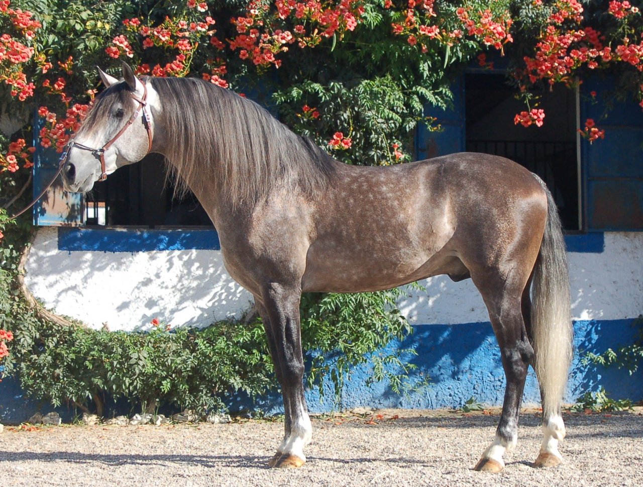 ashcashmere:  Dapples: The flowers on a horses back. 