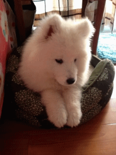 dont-trust-me-with-coffee:  I have never seen such a cute cloud