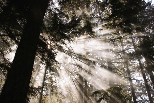 Memories from Birkenhead lake..a morning I&rsquo;ll never forget