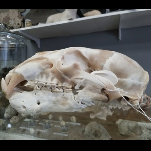 buy-skulls:Every bone tells a story and this polar bear skull has a crazy story! Check out the insan
