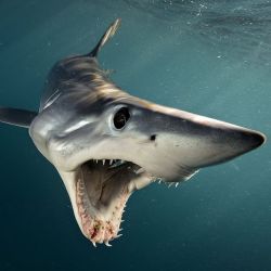 phototoartguy:  Photo by @BrianSkerry A Shortfin Mako Shark in New Zealand swims open-mouthed at photographer Brian Skerry. Makos are one of the fastest fish in the sea, capable of bursts up to 60mph and of all shark species they have one of the largest
