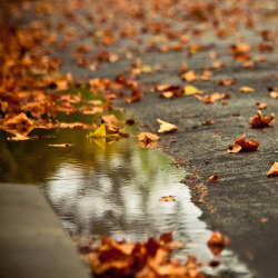 autumnnightswinterplights:   	Welcome Fall! by María Pons    	 