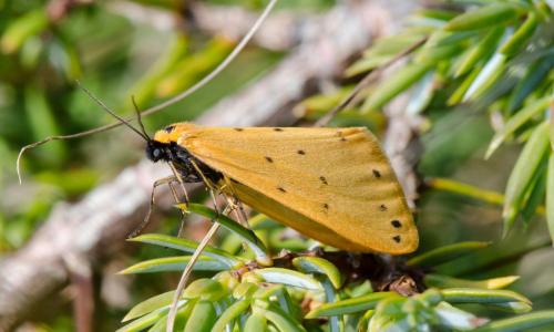 Moth Of The Week