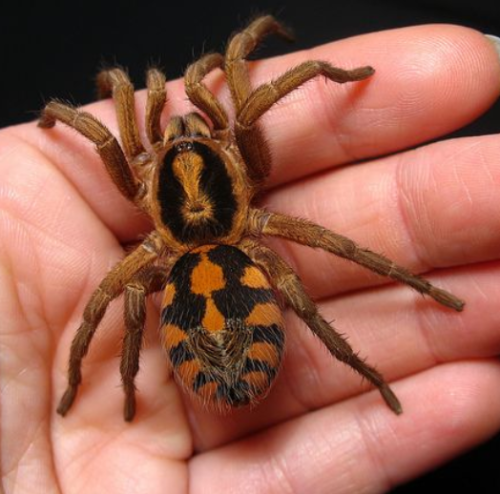 pumpkin patch (hapalopus sp. colombia small/large)pumpkin patches are tiny, voracious feeders with a