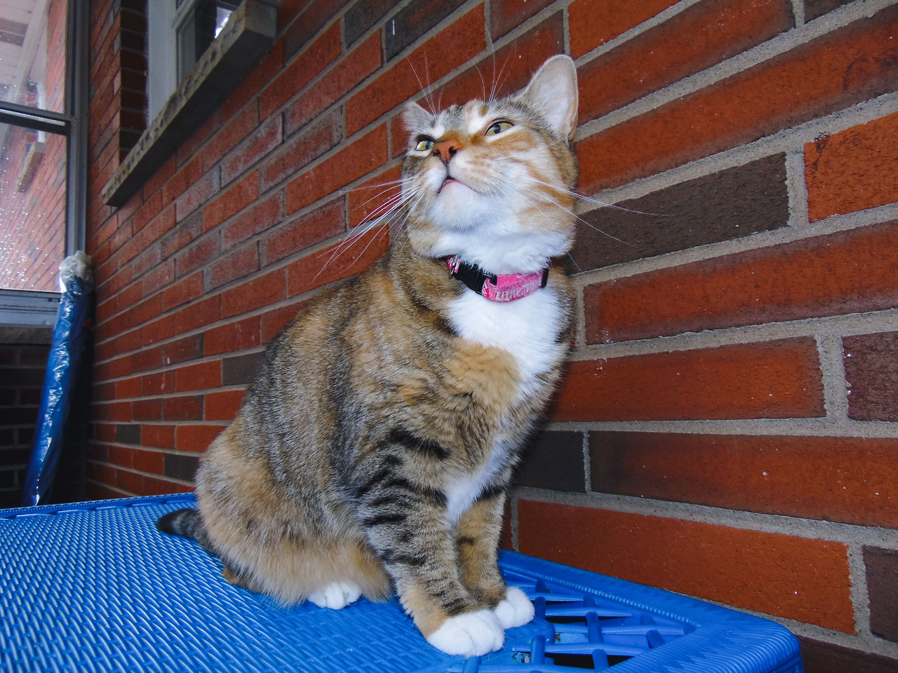 ZELDA; CAT ON A LEASH (and her not as awesome roommates)