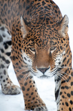 theanimaleffect:  Jaguar in Snow by Christopher