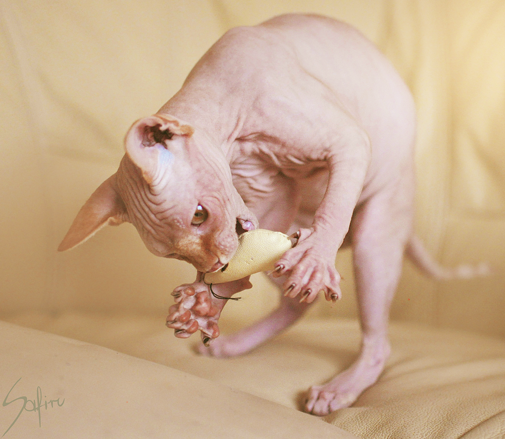 hairlessnorsegod:  That was the first naked kitty I’ve ever met. Say hello to Stefan!