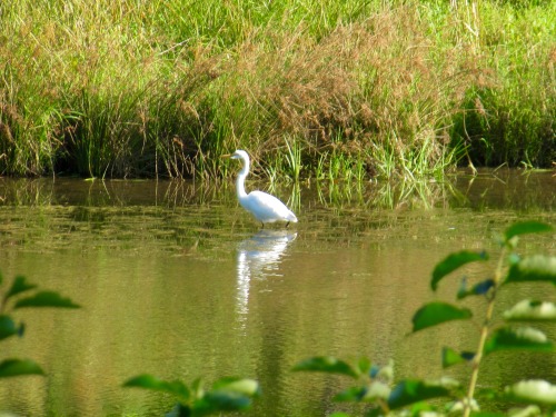 August brings egrets, stopping to feed in our ponds while on migration. I love to see them! I believ