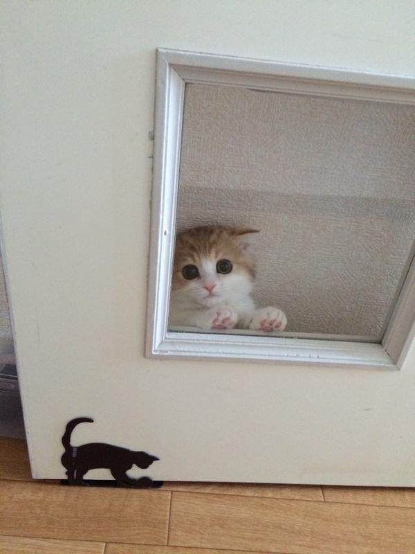 unclefather:  kittenanarchy:  kawaii-animals-only:  She thinks she’s hiding  help