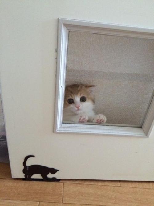 kristynfergie:  kittenanarchy:  kawaii-animals-only:  She thinks she’s hiding  help her she’s so small   THOSE EYES