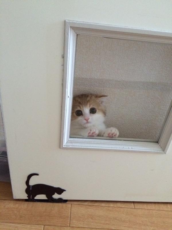 awwww-cute:  She thinks she’s hiding (Source: http://ift.tt/1Lm107u)