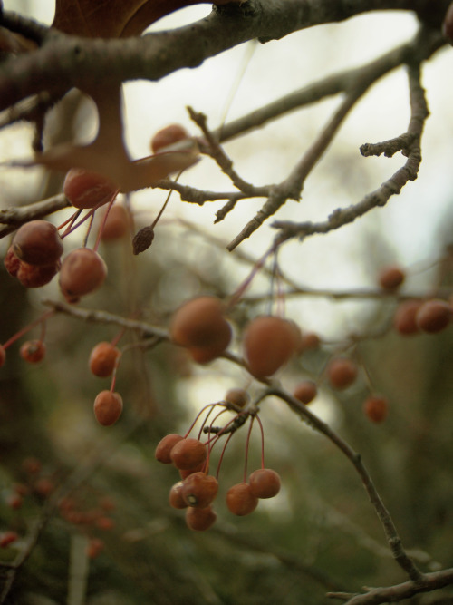 winter fruits