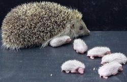 vvkaden:  terrible-wolf:  fairyraptor:  artjonak:  Around 95% of people have never seen a baby Hedgehog. SHARE to change that percentage.  I can’t stop looking at them!!  they look like those scrubbers for dishes  SIR that is not the intended use 