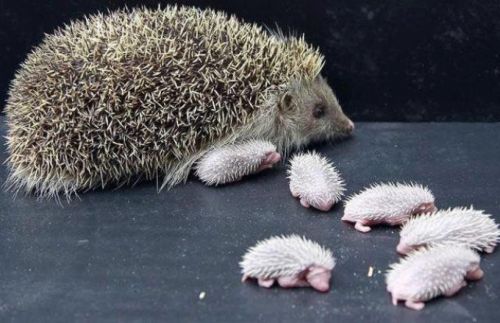 fairyraptor:artjonak:Around 95% of people have never seen a baby Hedgehog. SHARE to change that perc