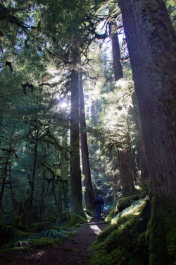 vhord:  piavalesca:  to whoever just dug out this old fave of mine and brought it back into the tumblr game: thank you &lt;3  - hiking in mount rainier national park, washington -   strictly nature