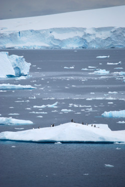 r2&ndash;d2:  ANTARTICA - PENGUINS AND ICEBERGS...  by (vermillion$baby) 