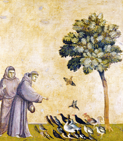 newbrunch:St. Francis preaching to the birds, from St. Francis Receiving the Stigmata,