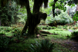 quiet-nymph:  Hoh Rainforest 