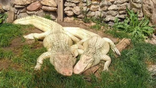 Bo Mangles and SpaceGhost getting some sun. #colorado #coloradolife #coloradogators #coloradogatorfa