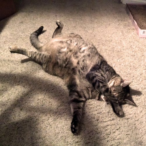 Hermy wants to show you her belly. No touching!