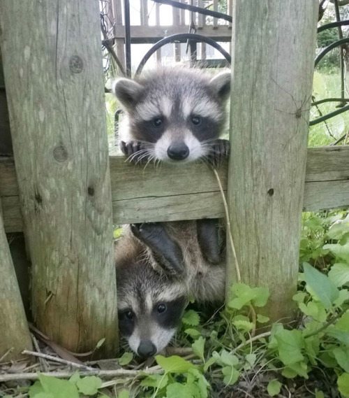  Although These Trash Pandas are Notorious Bandits They’re the Cutest Animals in the World