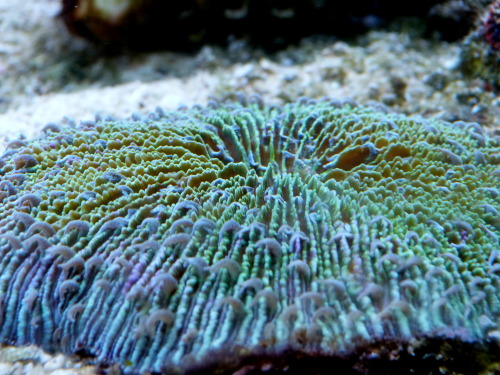 Coral in the display tank at James Cook UniversityPhotographer: Melanie Wood