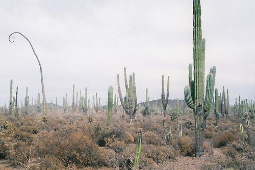 my heart is in among the cacti