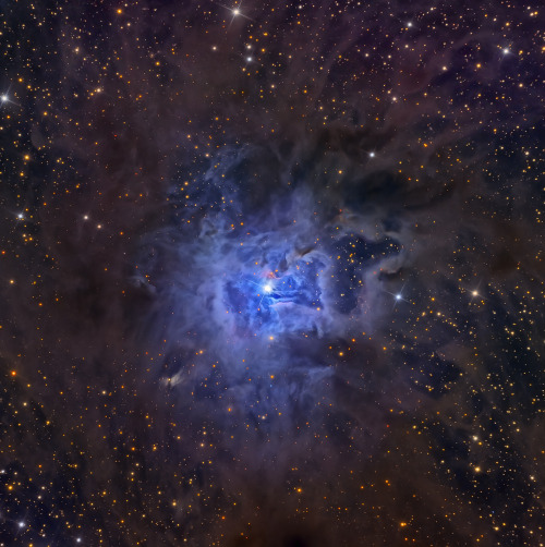 thenewenlightenmentage: NGC 7023: The Iris Nebula  Image Credit &amp; Copyright: 