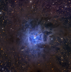 amazinguniverses:  NGC 7023: The Iris Nebula