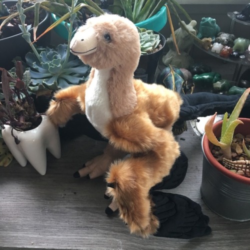 archaeopteryx plush