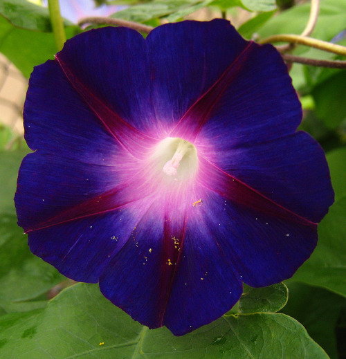 flowerfood:deep purple morning glory flower on Flickr.