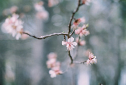 bonjour-ka:  Spring. by mujgan.ozceylan on