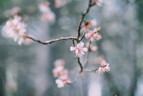 bonjour-ka:  Spring. by mujgan.ozceylan on Flickr.