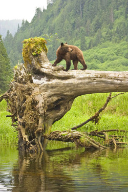 faerieforests:  Grizzly by Tim Irvin 