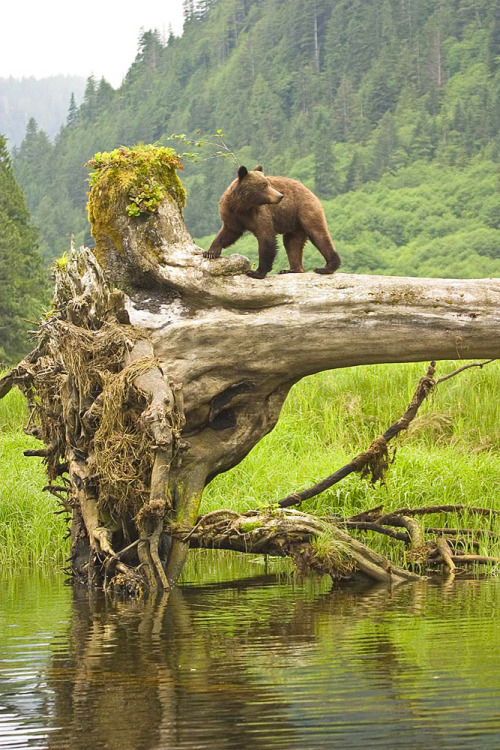 obsol: eartheld: faerieforests: Grizzly by Tim Irvin mostly nature nature hq