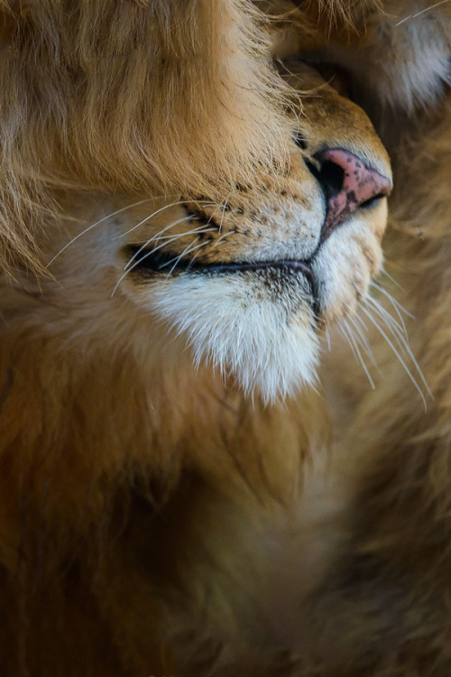 instvnct:  Big Cat Love | David Lloyd