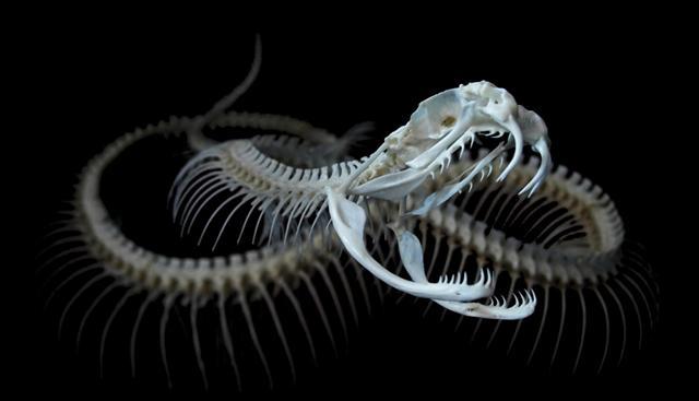 bluereverie:  Western diamondback rattlesnake skeleton (Crotalus atrox). Copyright