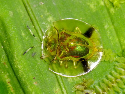 end0skeletal: Tortoise Beetles by Andreas Kay