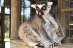 earthlynation:  Mmmmm Biscuits by AEisnor 
