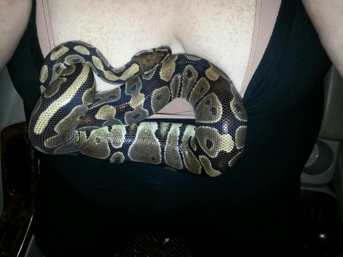 The first picture is my new pregnant ball python. Her name is Bambi Then my oldest dragon. The rest 