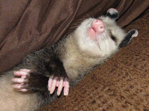 opossummypossum - Athena owns the couch now. (Thank you...